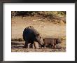 A Female Hippopotamus And Her Youngster Hang Out At The Edge Of A Pool by Beverly Joubert Limited Edition Print