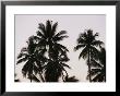 A Contrasty View Of Silhouetted Palm Trees by Wolcott Henry Limited Edition Print