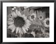 A Black And White Photograph Of A Sunflower by Stacy Gold Limited Edition Print