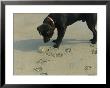 Crab Threatens A Curious Dog On The Beach Near Duck by Stephen Alvarez Limited Edition Print