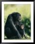 A Captive Female Chimpanzee With Its Infant by Roy Toft Limited Edition Pricing Art Print
