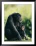 A Captive Female Chimpanzee With Its Infant by Roy Toft Limited Edition Pricing Art Print