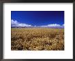 A Wheat Field At Bool Lagoon by Jason Edwards Limited Edition Print