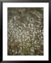 A Close View Of Coastal Grass Seedlings by Jason Edwards Limited Edition Pricing Art Print