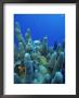 Pillar Coral, Puerto Rico by Timothy O'keefe Limited Edition Print