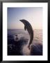 Dolphins Jumping In The Ocean by Stuart Westmoreland Limited Edition Pricing Art Print