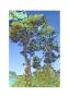 Fort Bragg Trees by Chip Scarborough Limited Edition Pricing Art Print