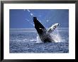 Humpback Whale Breaching, Inside Passage, Alaska, Usa by Stuart Westmoreland Limited Edition Print