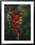Close View Of The Blossoms Of A Heliconia Bird Of Paradise Plant by Jodi Cobb Limited Edition Print