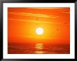 Birds Flying At Sunset, Playa Del Rey, Ca by Harvey Schwartz Limited Edition Print