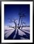 Tree In Ice, Lake Pueblo, Co by Jim Wark Limited Edition Print
