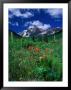 Wild Flowers And Mountain Maroon Bell, Co by David Carriere Limited Edition Print