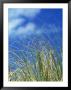 Dune Grass, Florida Keys by Lauree Feldman Limited Edition Print
