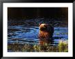 Grizzly Bear, Ursus Arctos Middendorffi, Ak by Robert Franz Limited Edition Pricing Art Print