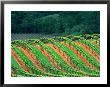 Trellised Vineyard In The Alexander Valley, Mendocino County, California, Usa by John Alves Limited Edition Print