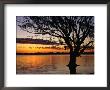 Tree Reflected In Lake Mournpoul At Sunrise, Hattah-Kulkyne National Park, Australia by Paul Sinclair Limited Edition Print
