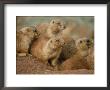 A Group Of Prairie Dogs Cluster Around The Entrance To Their Den by Annie Griffiths Belt Limited Edition Pricing Art Print