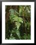 Wet Ferns In A Rain Forest Along The Hollyford Track by Todd Gipstein Limited Edition Print