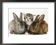 Tabby Kitten With Two Rabbits by Jane Burton Limited Edition Print