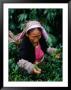 Tea Worker Plucks Tips From Darjeeling Tea Bush At Duncan's Marybong Tea Garden, Darjeeling, India by Greg Elms Limited Edition Print
