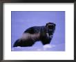A Portrait Of A Wolverine by Paul Nicklen Limited Edition Pricing Art Print