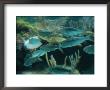 Fishes In Aquarium, Mexico - Mayan Riviera by Keith Levit Limited Edition Pricing Art Print