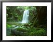 Beauchamp Fall, Waterfall In The Rainforest, Otway N.P., Great Ocean Road, Victoria, Australia by Thorsten Milse Limited Edition Print
