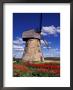 Windmill Surrounded By Red Tulips In Gauja National Park, Latvia by Janis Miglavs Limited Edition Print