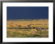 Migrating Zebras, Masai Mara National Reserve, Rift Valley, Kenya by Mitch Reardon Limited Edition Pricing Art Print