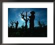 Silhouette Of People Pruning Vines, Dry Creek Valley, Sonoma, Usa by Nicholas Pavloff Limited Edition Print
