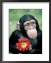 Chimpanzee Holding A Red Flower by Richard Stacks Limited Edition Print