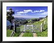 Gate And Cabbage Tree On Otago Peninsula, New Zealand by David Wall Limited Edition Print