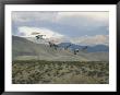 Flock Of Sandhill Cranes In Flight Over A Hilly Landscape by Marc Moritsch Limited Edition Print