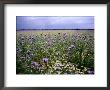 Wildflowers In The Loire Valley, France by Diana Mayfield Limited Edition Print