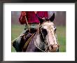 Gaucho On Horse, Buenos Aires, Argentina by Michael Coyne Limited Edition Print