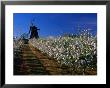 Apple Orchard And Windmill, Kivik, Sweden by Anders Blomqvist Limited Edition Print