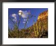 Organ Pipe Cactus With Ocotillo, Organ Pipe Cactus National Monument, Arizona, Usa by Jamie & Judy Wild Limited Edition Pricing Art Print