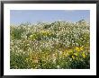 Wildflowers, Goodenia And Yellowtop Flowers, On Sand Dune by Jason Edwards Limited Edition Print