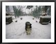 A Forlorn And Snow-Dusted Collie On The Front Porch Of A House by Joel Sartore Limited Edition Print