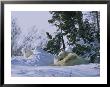 A Polar Bear Cub Peeks From A Snow Drift As Mother And Twin Cub Rest by Norbert Rosing Limited Edition Print
