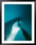 A Southern Humpback Whale Calf Swimming In Blue Waters by Jason Edwards Limited Edition Print