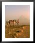 Giza Pyramids At Dawn, Egypt by Walter Bibikow Limited Edition Print