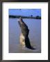 Crocodile (Crocodylidae Crocodilia) Jumping For Food On Adelaide River, Australia by Mitch Reardon Limited Edition Print