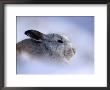 Profile Of Adult Mountain Hare In Winter Coat, Monadhliath, Strathspey, United Kingdom by Andrew Parkinson Limited Edition Print