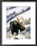 A Bull Moose Surveys His Territory From A High Point by Roy Toft Limited Edition Print