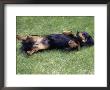 Miniature Dachshund Lying On Back, Canada by Ralph Reinhold Limited Edition Print
