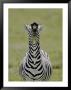 Male Burchell's Zebra Exhibits Flehmen Display To Sense Females, Kenya by Arthur Morris Limited Edition Print