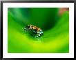 Strawberry Poison Dart Frog (Dendrobates Pumilio), Costa Rica by Alfredo Maiquez Limited Edition Print