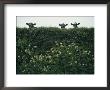 Three Cows Peer Over A Hedge Garlanded With Wildflowers by Sam Abell Limited Edition Print