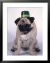 Fawn Pug Wearing Irish Hat by Charles Cangialosi Limited Edition Print